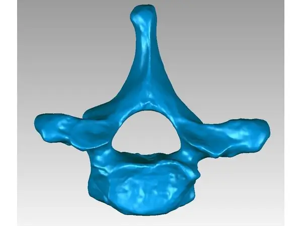 Thoracic vertebra of a human
