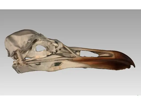 Skull of an European Gull (Larus argentatus)