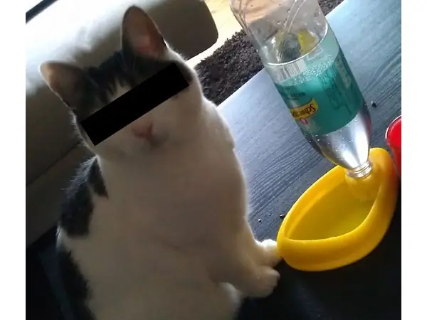 Cat drinking pond