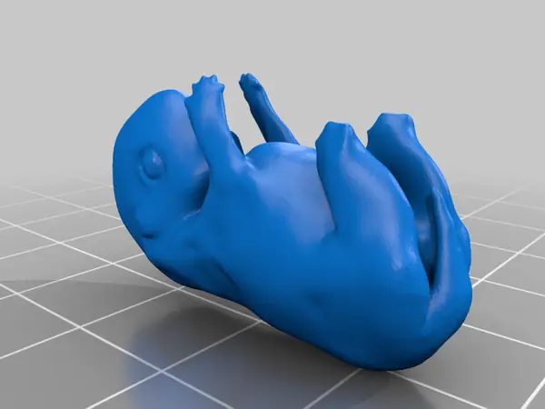 4 Week Dog Embryo