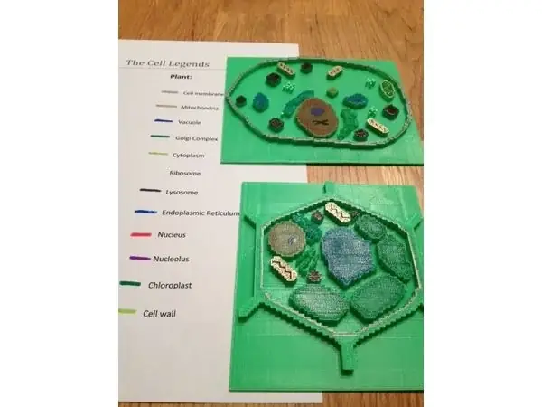 Plant and Animal Cell