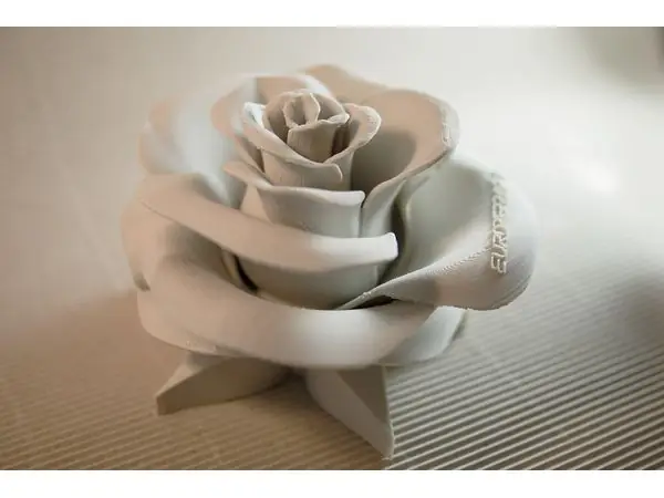 Rose - real flower