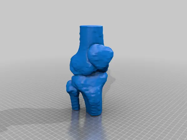 knee joint