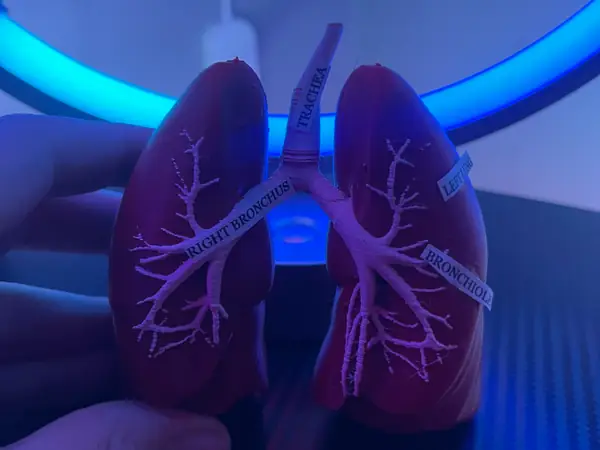 Lungs 3d Model