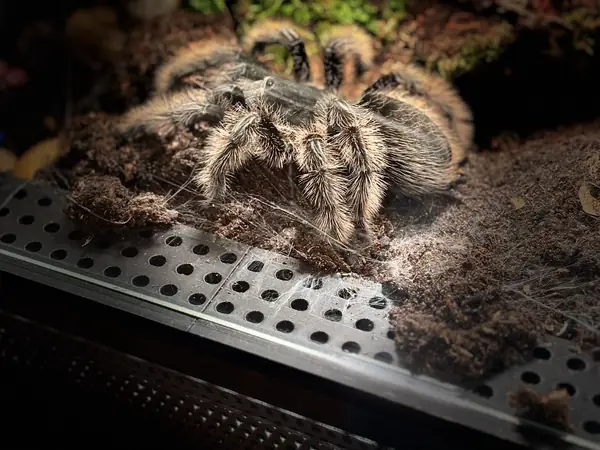 Terrarium Ventilation Mod