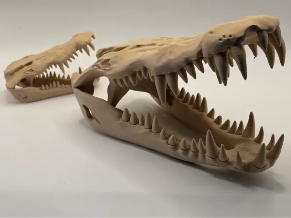 Crocodile Skull – Large Reptile Skeleton