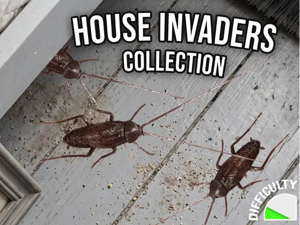 House Invaders - Cockroach