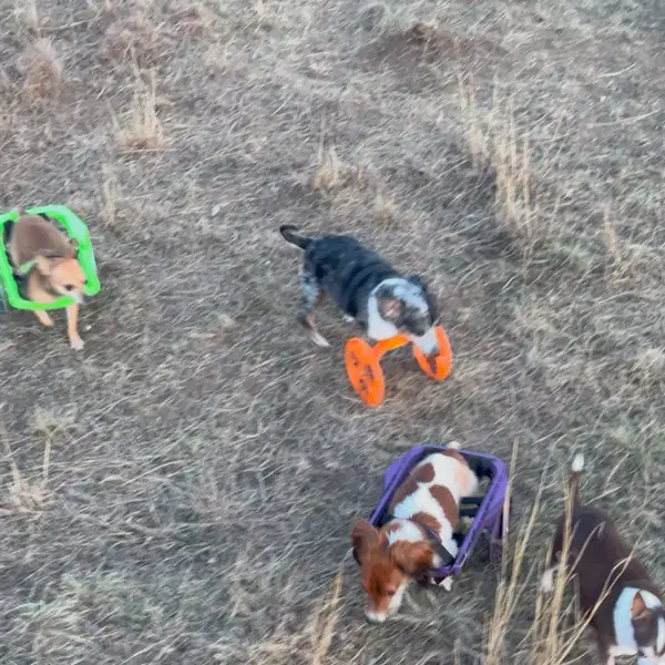 Handicap Dog Cart
