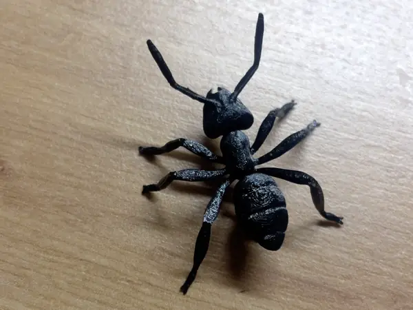 ANT