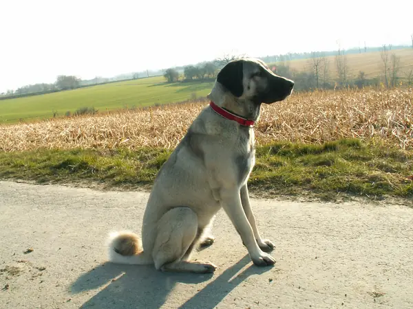Kangal Dörthe