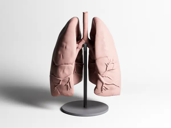 Human Lungs - Anatomy Sculpture