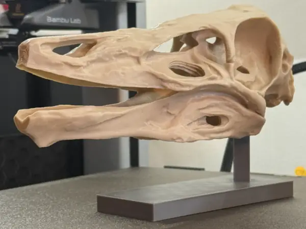 Ornithomimus Skull Fossil Replica (lifesize)