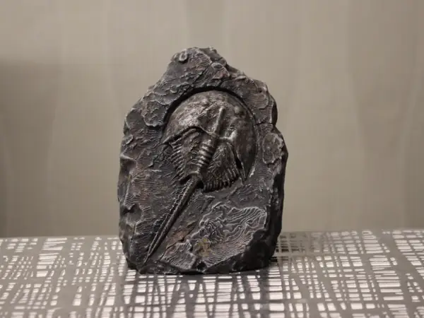 Fossil Pfeilschwanzkrebs (Horseshoe crab) Krebs