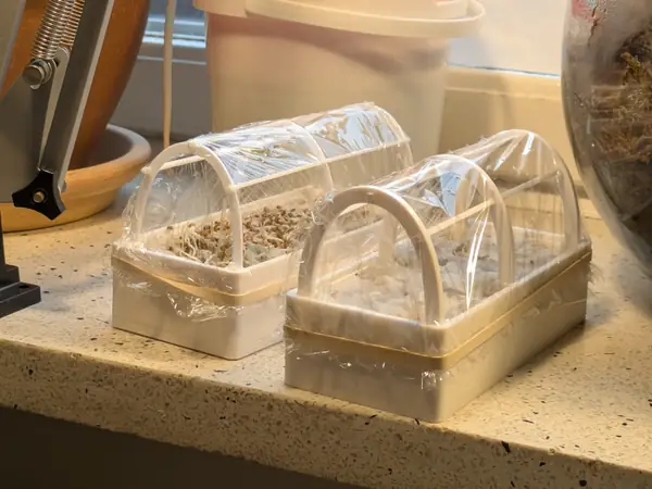 Micro greenhouse - hydroponic, no soil!