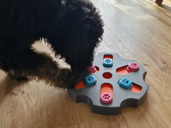 Hunde Intelligenzspielzeug Level 2