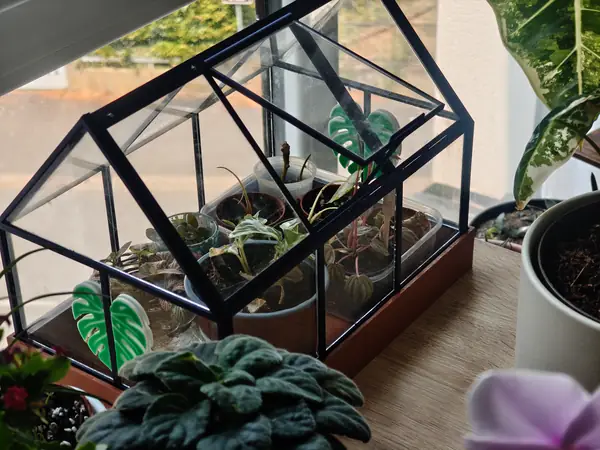 Serre Miniature Plante Intérieur