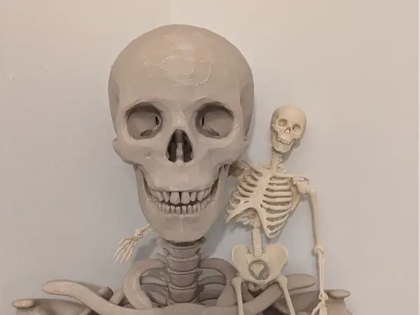 Articulated Skeleton