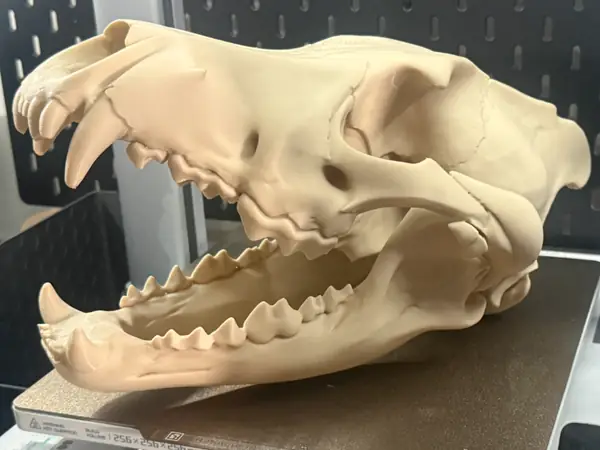 Lifesize Dire Wolf Skull | Full Bed Print