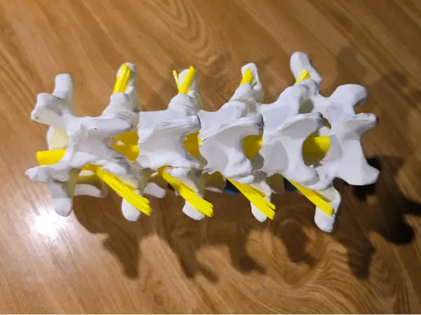 spinal cord and intervertebral discs