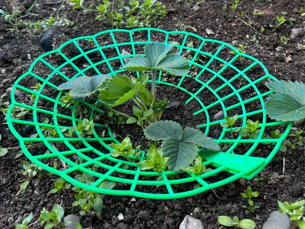 Strawberry Plant Support – Simple 3D Print 