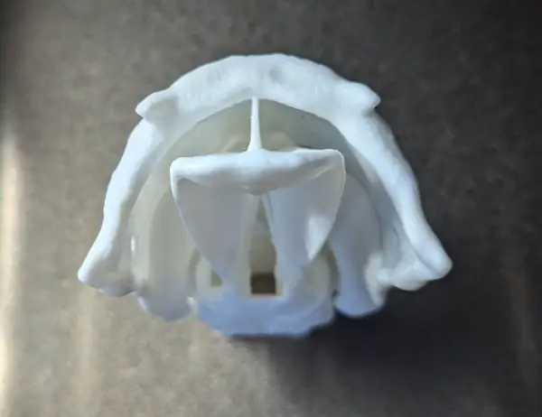 Upper Airway Model