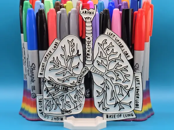 Lungs Anatomy Coloring Craft Education