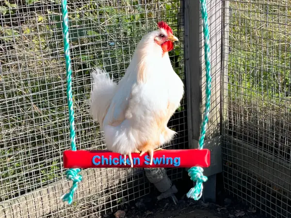 Chicken Swing