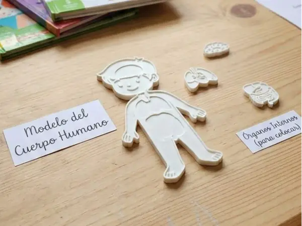 Cuerpo humano educativo chico