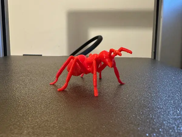 Ant