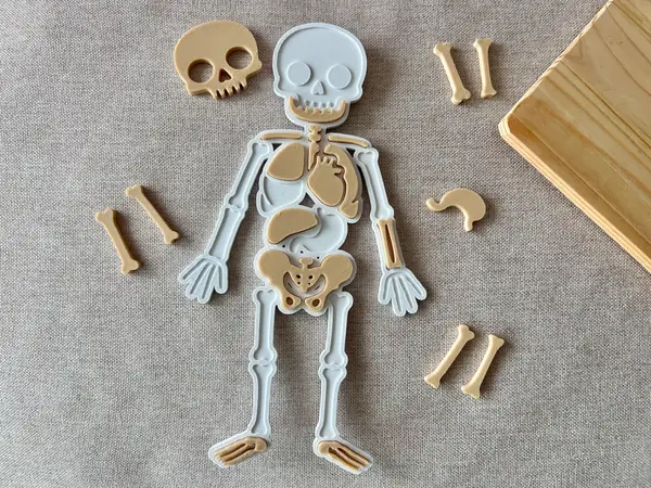 Human Body Jigsaw Puzzle for kids