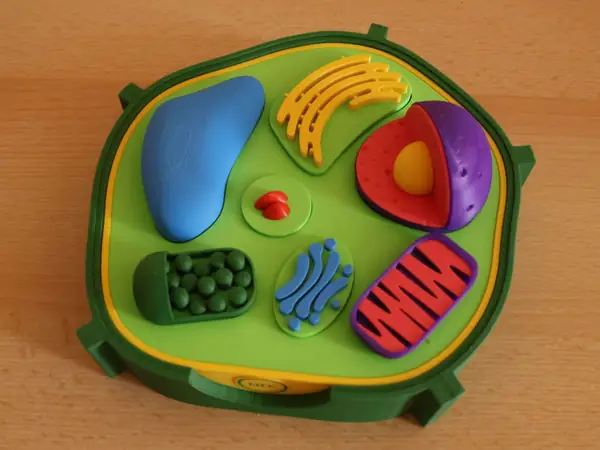 Interactive plant cell with magnets and NFC tags