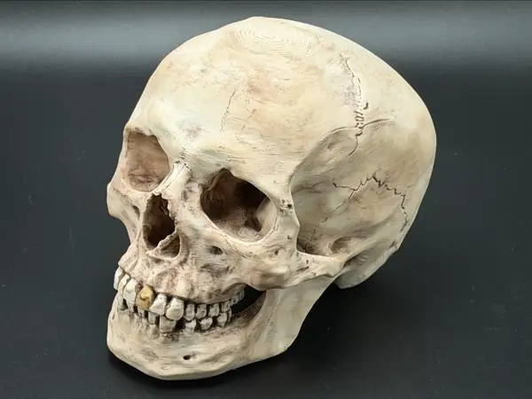 Real Human Skull Max Detail