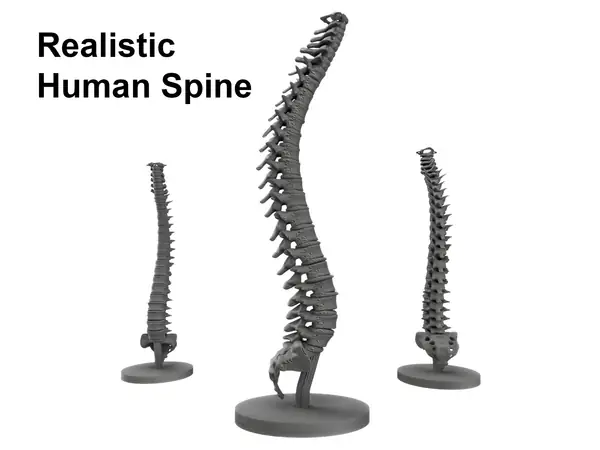 Realistic Human Spine Model