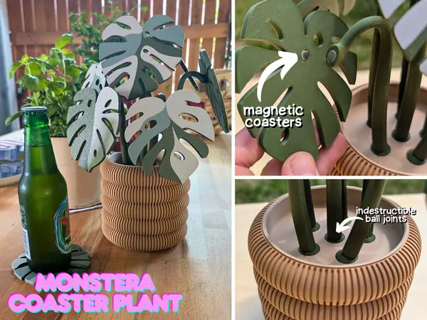 Monstera coaster Plant 