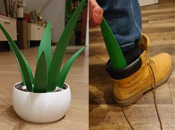 Shoehorn Plant