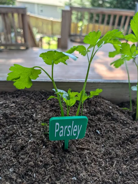 Parsley Plant Tag – Easy Print Garden Marker