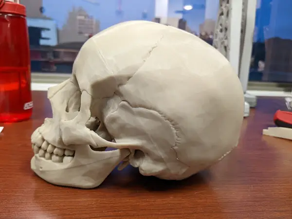 Human skull, anatomically correct - Re-Cut + snap-on jaw