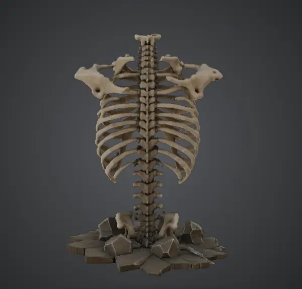 Human Ribcage Skeleton Display – Anatomical Spine and Torso