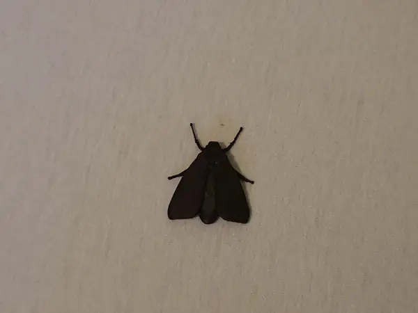 Moth prank