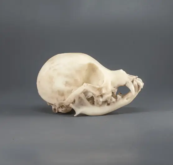 Chihuahua skull (high quality)
