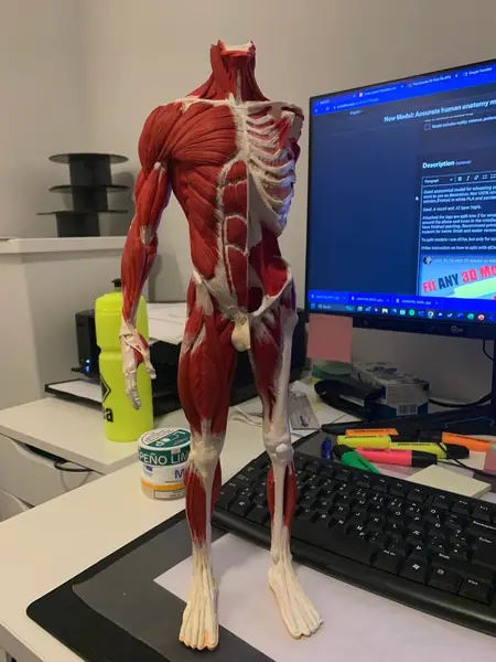 Accurate human anatomy model