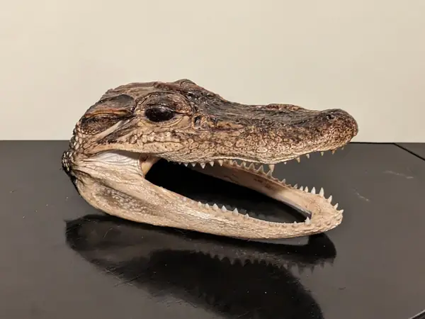 Alligator Head 3D Scan