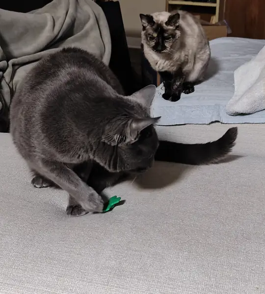 Cat Toy - Swat Top by kuriger9
