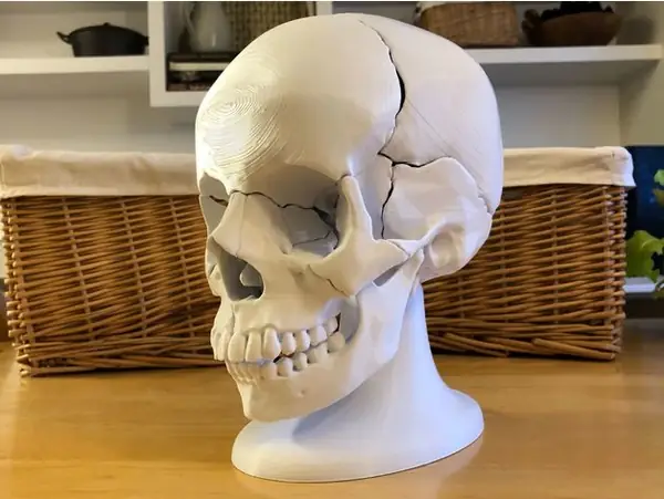 Full Size Anatomically-Correct 18-Piece Magnetic Human Skull Model