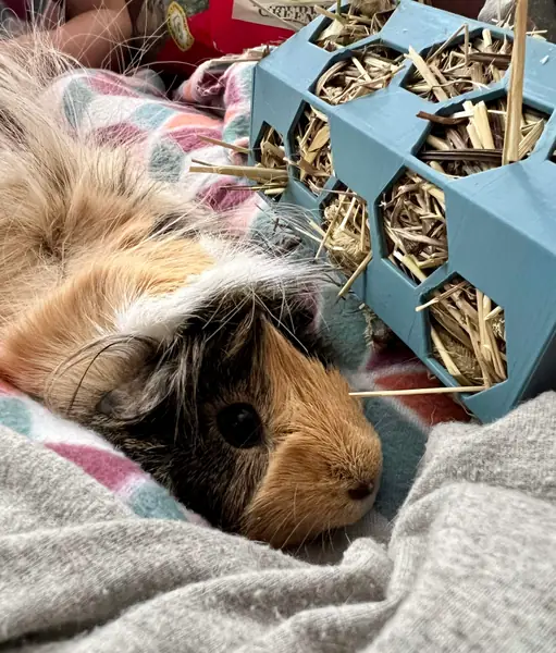 Hay feeder - small animal