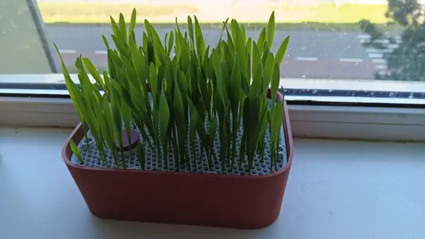 Cat grass planter with customizable grid and easy-print pot