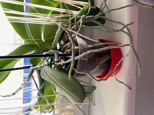 Miska pod orchideu