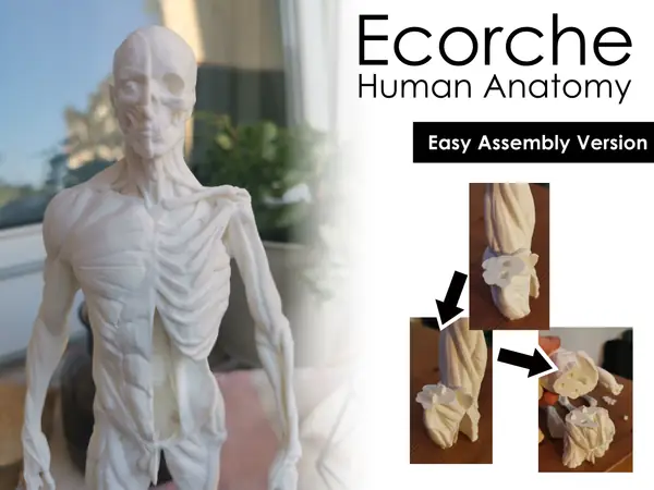 Ecorche (Easy Assembly) - Human Anatomy (25 cm tall)